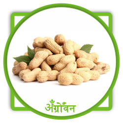 भुईमूग लागवड bhuimug lagwad mahiti